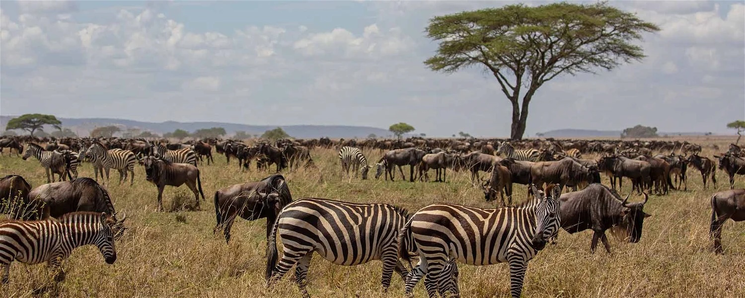 Masai Mara National Reserve, Kenya