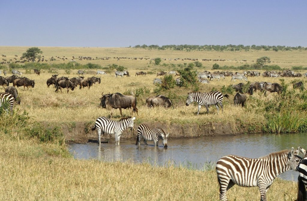 Masai Mara National Reserve