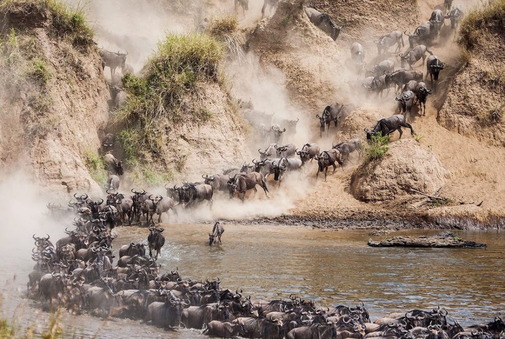 Wildebeests Migration Mara River Crossing